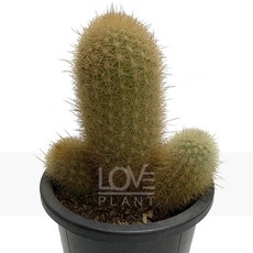 [꽃사랑식물나라] 라지오세레우스(실생) 기둥 선인장 종류 다육 식물 키우기 플랜테리어 화분