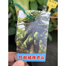 掛花大棵矮化紅妃木瓜，高度80-90公分，盆栽果樹，陽台庭院種植
