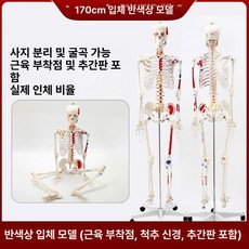 해부학적 인체 모형 뼈 모델 골격 미니 해골 교육용 4, 170cm 근육 시작점과 끝점