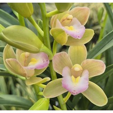 스프링파루 꽃대2대 동서양난 교배종 그린난농원, 1개