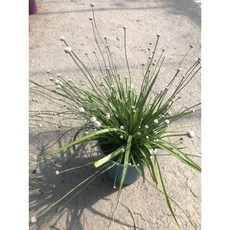 霏霏園藝穀精草5吋盆特價 水族箱造景優選 輕鬆打造自然水底世界, 1個