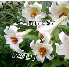 향기화이트백합구근5구(왕구근), 1개