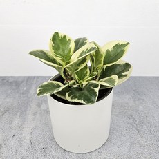 공기정화식물+간편화분 간편한 인테리어 식물화분, 1개, 6.무늬페페+포트화분