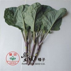 野菜部屋 H20 紫晶芥藍種子 生長快速纖維少口感好, 1包