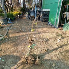 착한가격 나무생각 / 병아리꽃나무 / 80cm / 개화주, 1개