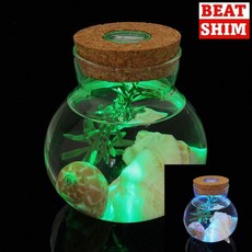 수중식물 어항형 유리병 마리모 조명 세트