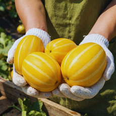 [하루100박스한정] 성주 꿀 참외 고당도 산지직송, 1개, 성주 꿀당도 혼합과 2kg