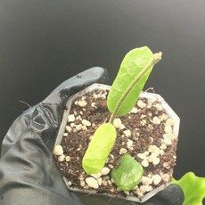 호야 로툰디플로라 동일품배송