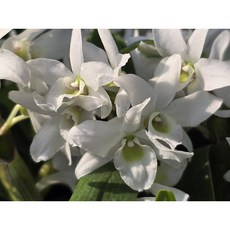 [꽃밭에서 난원] 서양란/덴드로비움(포켓러브 중 2개 특가)