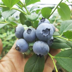 국내산 무농약인증 생 햇 블루베리 생과 슈퍼푸드 당일수확 손선별 당일발송 산지직송 100g, 무농약 블루베리 100g 상