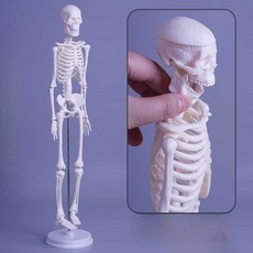 인체 골격 모형 해골 전신 45CM A형
