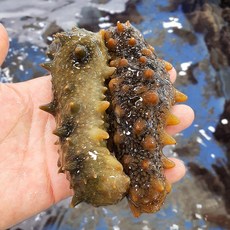 삼삼해물 거제도 해삼 해녀채취 자연산 500g, 1개