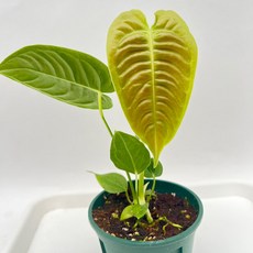 안스리움 베이치 Anthurium veitchii narrow 안시리움 다이노플라워, 1개