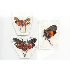 蟲新發現 蝴蝶標本A1/A- 蠟蟬三種乾貨1組 DIY昆蟲標本套組 自然科學實驗, 1個