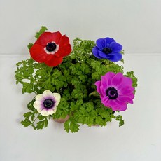 아네모네 생화 꽃모종 봄꽃 색랜덤 3+1, 1개