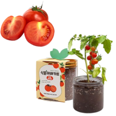국산 미니 화분 키우기, 방울토마토