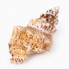 오꿈 조개껍질 조개껍데기 소라껍데기 소라껍질, 31 (장식용) 소라고둥, 1박스