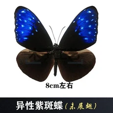 29 신중하게 선택된 나비 표본 실제 곤충 교육 날개 펼쳐지지 않은 홈 장식 여러 스타일, 09 C1