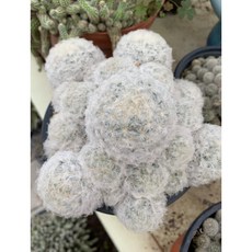 선인장 백성, 1개