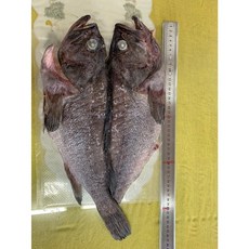 [만재도] 삼시세끼&1박2일 바로 그~자연산 해녀채취 대 홍합(섭)/돌미역/해풍 반건조 생선-선택, 1개, 특대 우럭 1.2kg내외