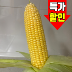 아삭달콤 고당도 제주 초당옥수수 특품, 1박스, 10개