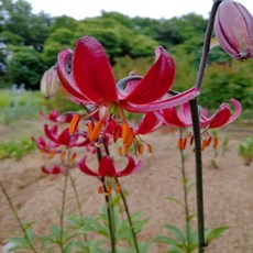 마르타곤 클로드 슈라이드 2구 (구근둘레 14-16) -1세트, 1개