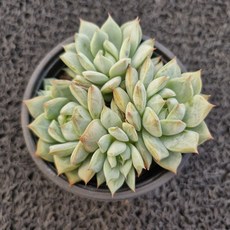 봄의정원 티피 다육, 1개, 계절따라 변함