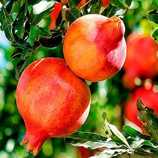 미녀 석류생과 석류제철 생석류 빨강석류 석류계절 2.5kg 5kg, 1박스, 5kg