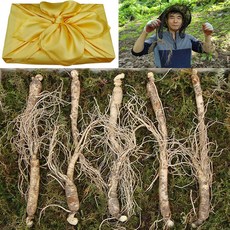 천봉산삼 6 8 10년근 산삼 장뇌삼 산양삼 산양산삼 자연산 주 새싹 장뇌 설 추석 선물세트, 1개, 5-6년근 파삼 10뿌리