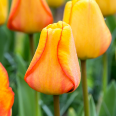 [나은식물원]15.[튤립 모종]블러싱 아펠톤-10cm 2포트