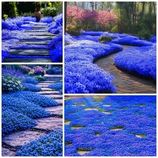 20500+ 보라색 크리핑 백리향 씨앗 땅 덮개 식물 심기 위한 다년생 GMO 프리 흉선 세르필룸 가보 카펫 꽃 172804