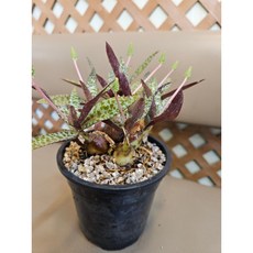 팅커벨 비올라쉬7년생 대품, 1개