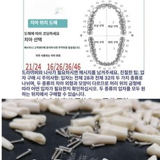 덴티폼 모형 분리 실습 잇몸 모델 이빨 구강 스케일링 연습용 세트 소프트 도구, 수지 치아 20개 세트, 1개, 1L