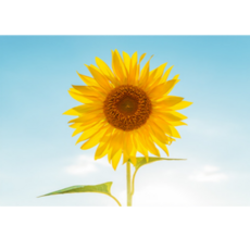 레코 재물운 복을 부르는 풍수 해바라기 그림