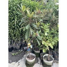 霏霏園藝掛花滿滿的枇杷