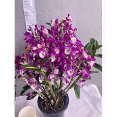 [루반정원] [초특가] Den. 드림 (꽃이 개화하여 저렴하게 판매), 1개