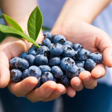 [산지직송] 국내산 햇 블루베리 고당도 옵션선택 생블루베리, 1개, 100g (중과)