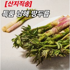 [당일수확] 특품 남해 땅두릅, 1박스, 1kg