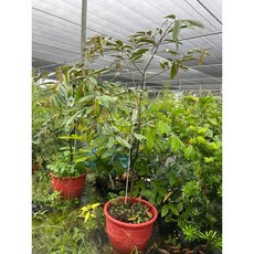 霏霏園藝貓山王榴槤三年到五年健康苗(高160-180公分以上), 1個