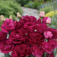 비그린몰 베란다 정원 꽃씨 -화사한 리시안셔스 씨앗 외 시리즈, 리시안셔스 로지나 레드 10립