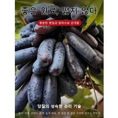 정통 블랙미인 건포도 금손가락 오버사이즈 건포도 워시드 건포도 간식 사파이어 건포도 오피스 간식 건포도, 100g