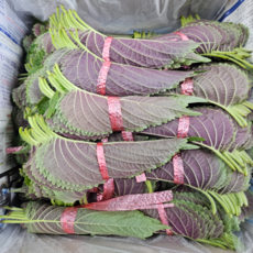 [당일경매] 국내산 밀양 깻잎 5묶음 10묶음 50묶음, 5개, 30g