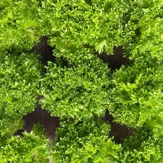 드라마팜 프릴아이스 수확즉시배송, 1박스, 1kg