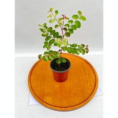 소코라코 핑크 브레이니아 니보사 소품 실내공기정화식물 키우기쉬운 반려식물 제이팜, 1개