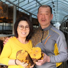 [농장직송] 국산 친환경 국제장수상황버섯 최상품 절편, 1개, 100g