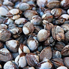 남해안 새꼬막 1kg(100미 내외), 1개, 1kg