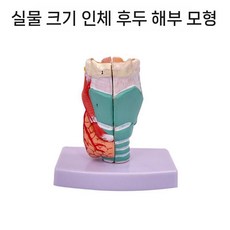 성대 후두 모형 학교 표본 모델 소품 과학 교사용 실험실 음악 교육 구강, 1. 자연대 목 해부 2부