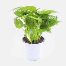 갑조네 스킨답서스 실내 인테리어 소품 공기정화식물 스킨 다비스, 1개, 단일