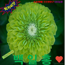 씨앗 모종 백일홍 10, 1개