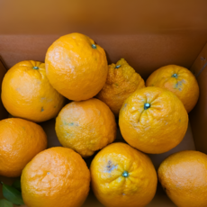 산지직송 제주 토종 향깊은 댕유자 야생 유자, 1개, 8kg